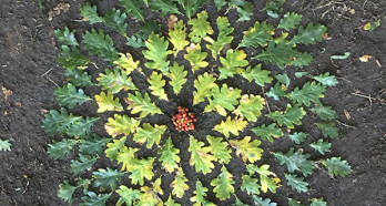 Cabbages in a circle with kids wellies in PS for website